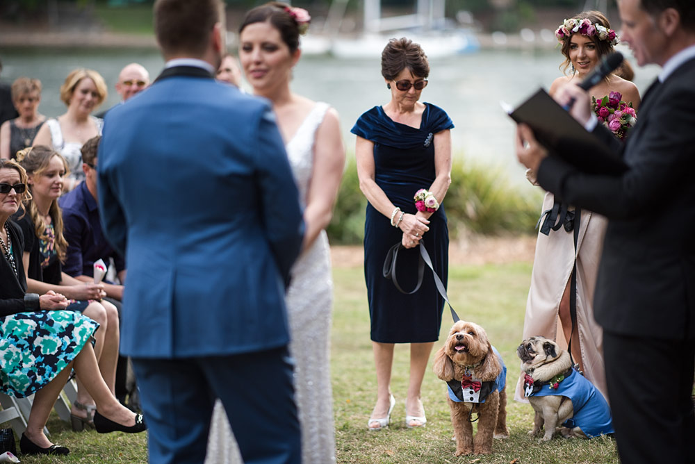 Wedding Dogs at Ceremony